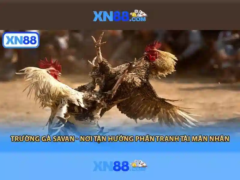Chiến lược quản lý vốn khi chơi ban ca trên xn88