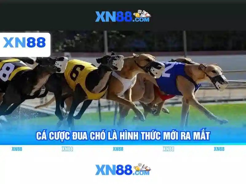 Giới thiệu về xn88