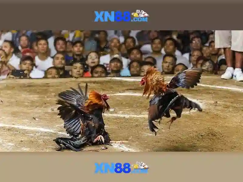 Giao diện và trải nghiệm người dùng